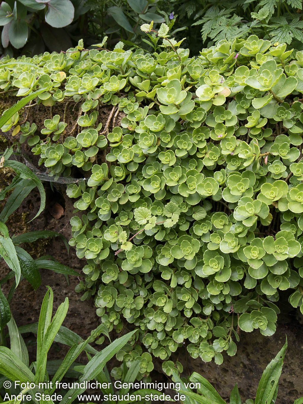 Teppich-Fettblatt 'Album Superbum' (Sedum spurium)