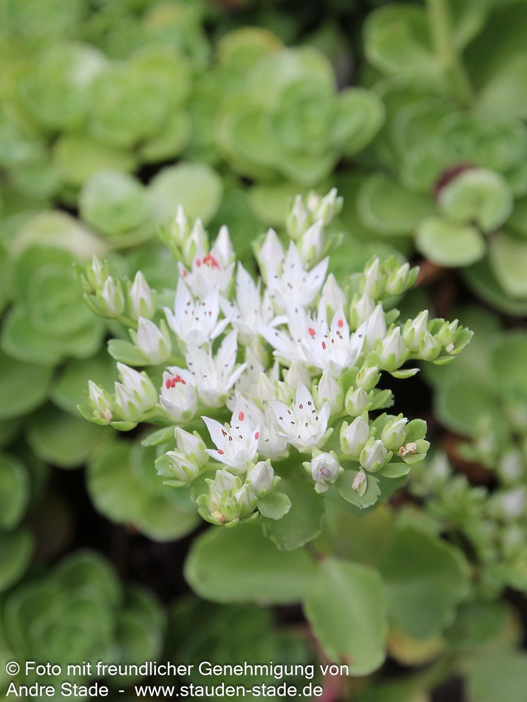 Teppich-Fettblatt 'Album Superbum' (Sedum spurium)
