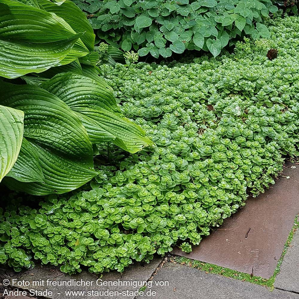 Teppich-Fettblatt 'Album Superbum' (Sedum spurium)