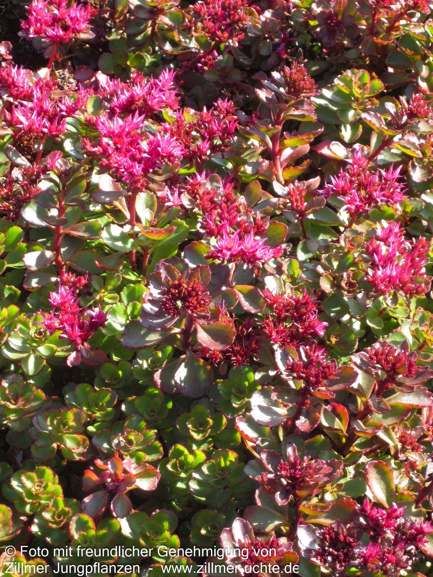 Teppich-Fettblatt 'Fuldaglut' (Sedum spurium)