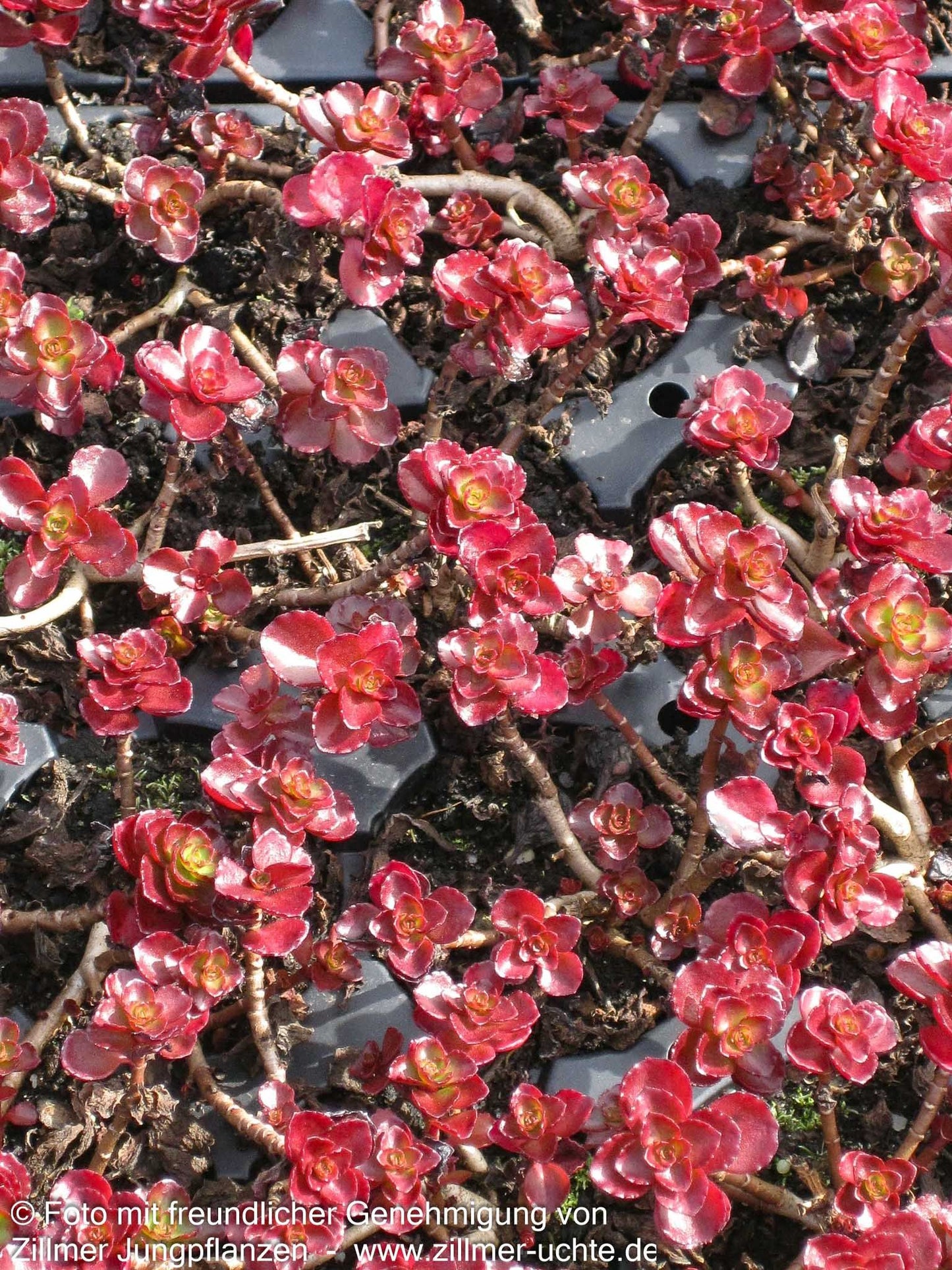 Teppich-Fettblatt 'Fuldaglut' (Sedum spurium)