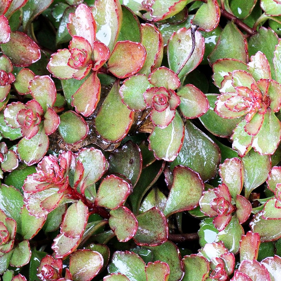 Teppich-Fettblatt 'Fuldaglut' (Sedum spurium)