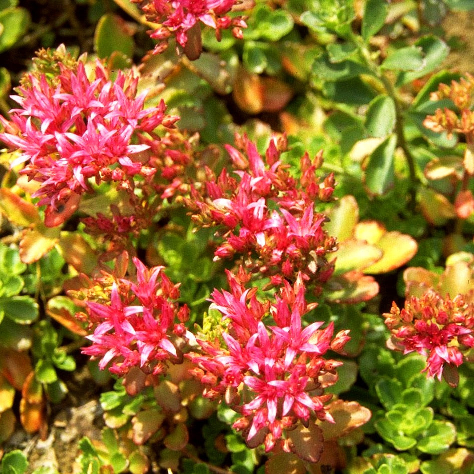 Teppich-Fettblatt 'Schorbuser Blut' (Sedum spurium)