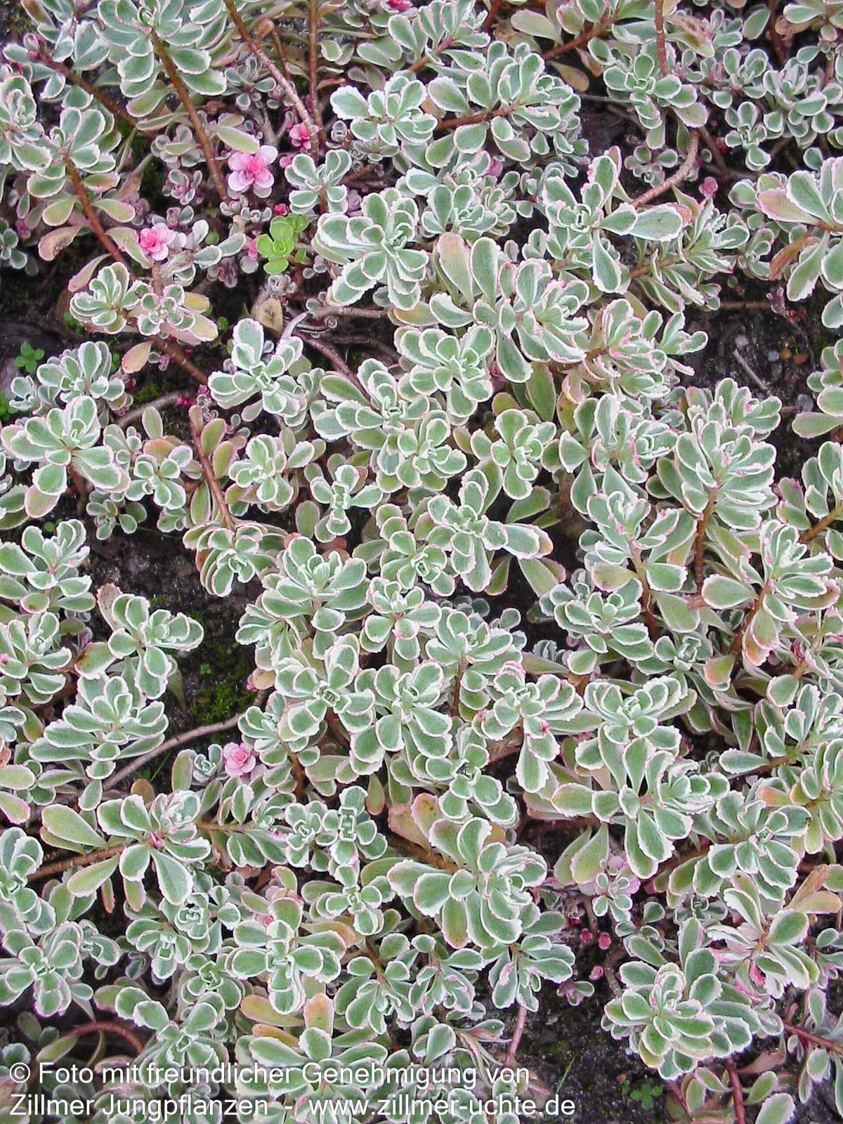 Teppich-Fettblatt 'Tricolor' (Sedum spurium)