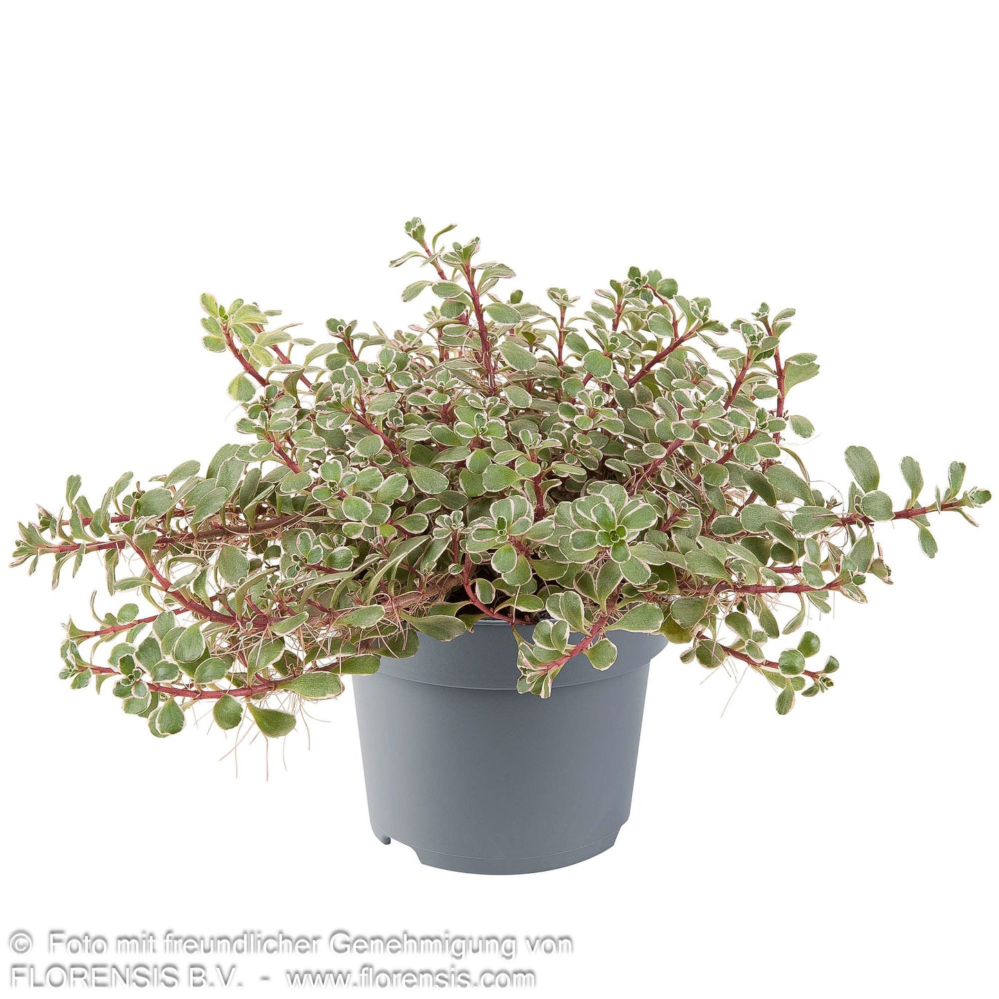 Teppich-Fettblatt 'Tricolor' (Sedum spurium)