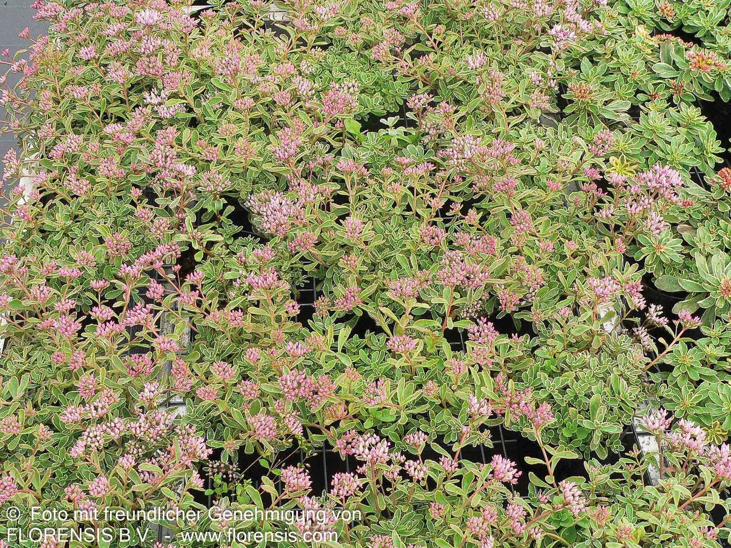 Teppich-Fettblatt 'Tricolor' (Sedum spurium)