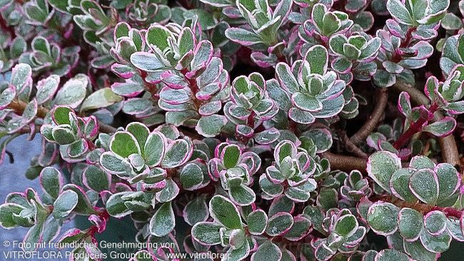 Teppich-Fettblatt 'Tricolor' (Sedum spurium)