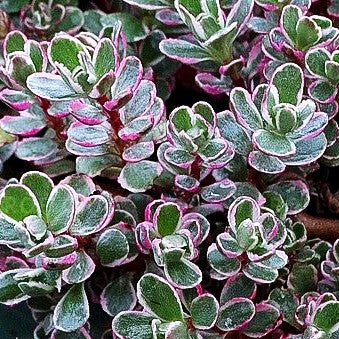 Teppich-Fettblatt 'Tricolor' (Sedum spurium)