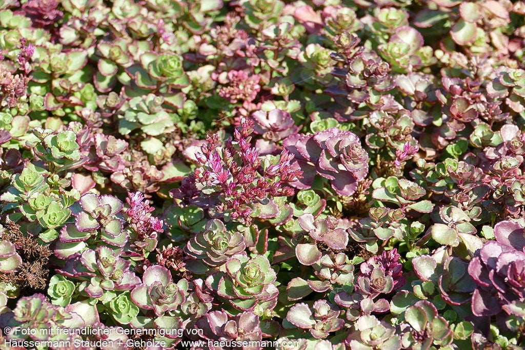 Teppich-Fettblatt 'Voodoo' (Sedum spurium)