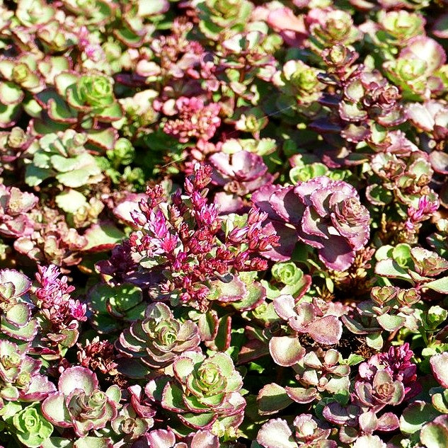 Teppich-Fettblatt 'Voodoo' (Sedum spurium)