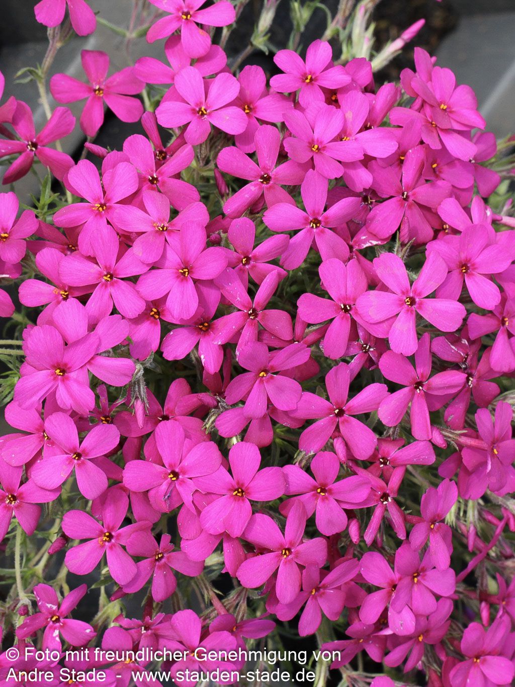 Teppich-Flammenblume 'Crackerjack' (Phlox douglasii)