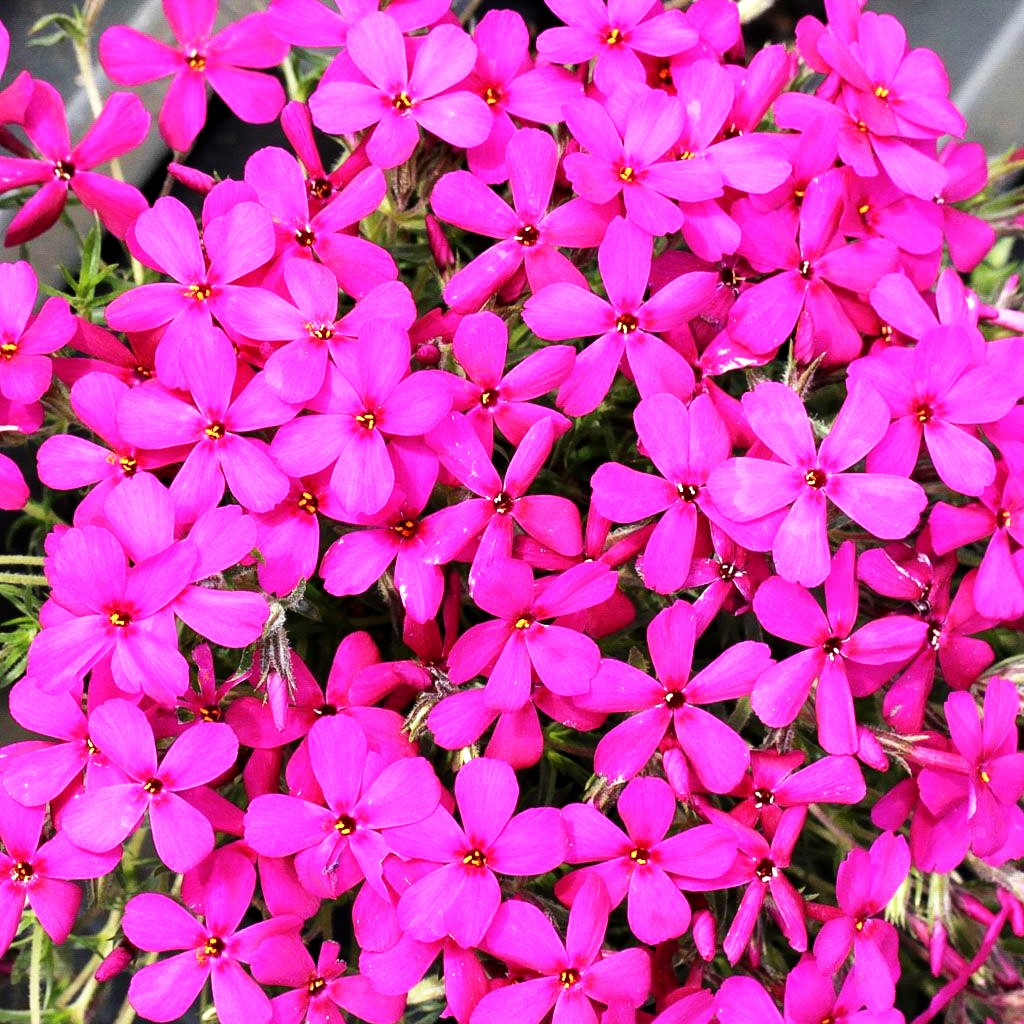 Teppich-Flammenblume 'Crackerjack' (Phlox douglasii)