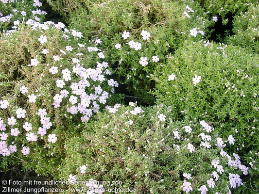 Teppich-Flammenblume 'Lilac Cloud' (Phlox douglasii)