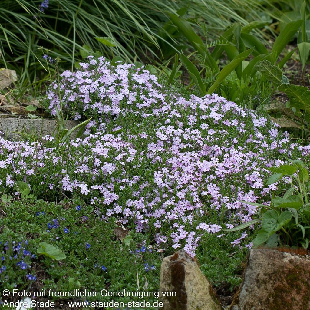Teppich-Flammenblume 'Lilac Cloud' (Phlox douglasii)