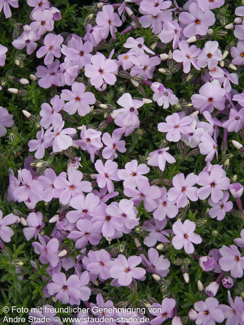 Teppich-Flammenblume 'Lilac Cloud' (Phlox douglasii)