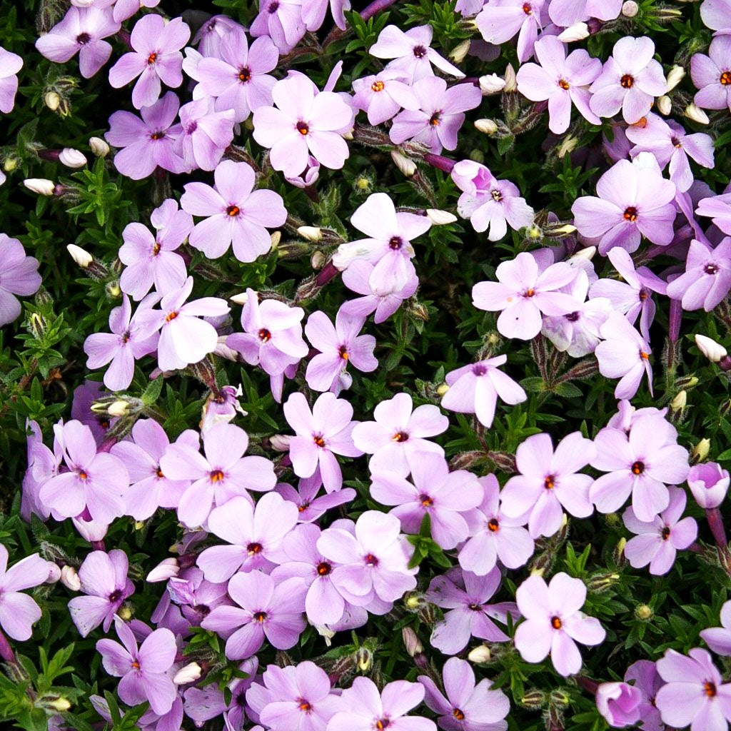 Teppich-Flammenblume 'Lilac Cloud' (Phlox douglasii)