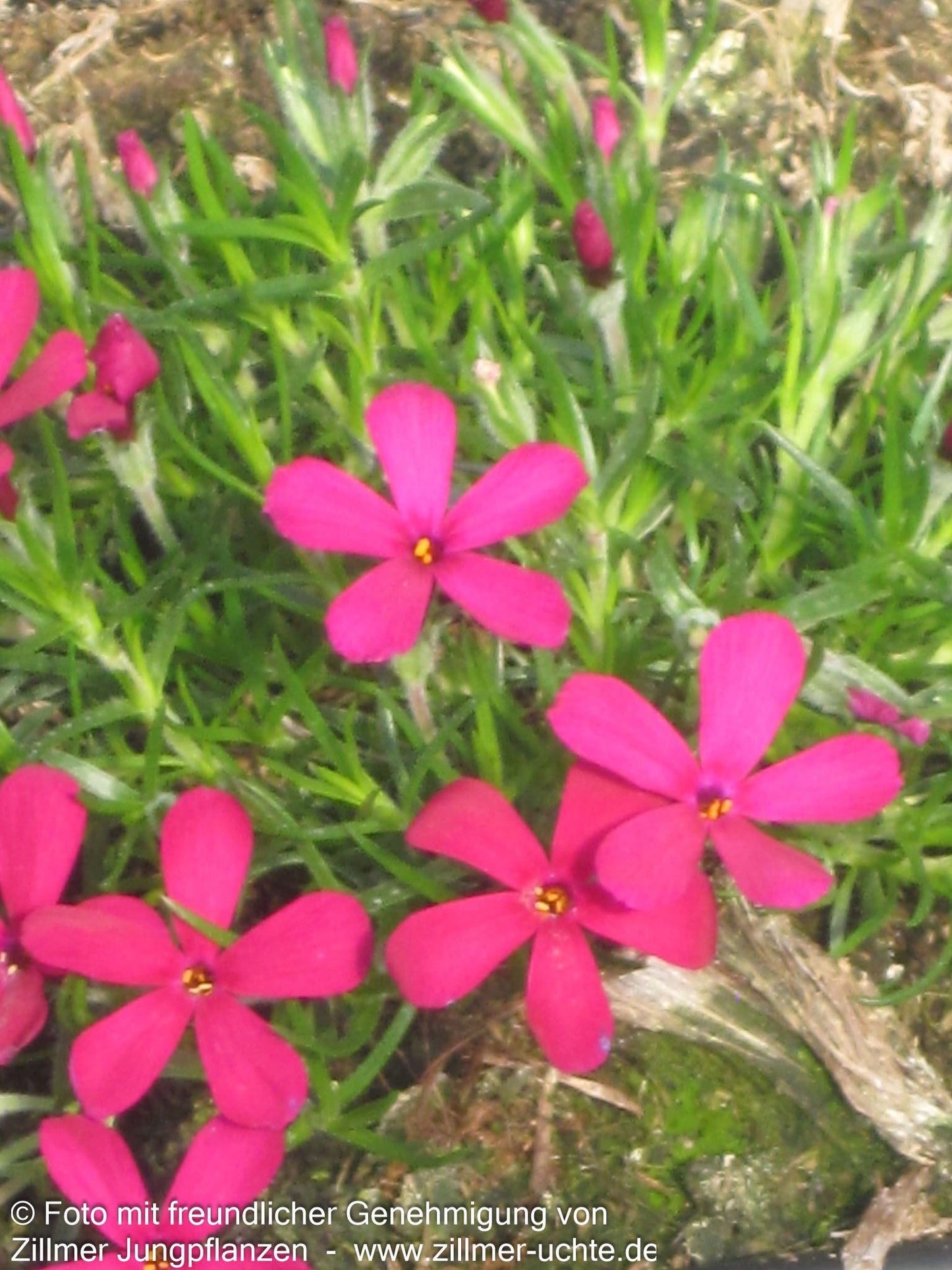 Teppich-Flammenblume 'Ochsenblut' (Phlox douglasii)