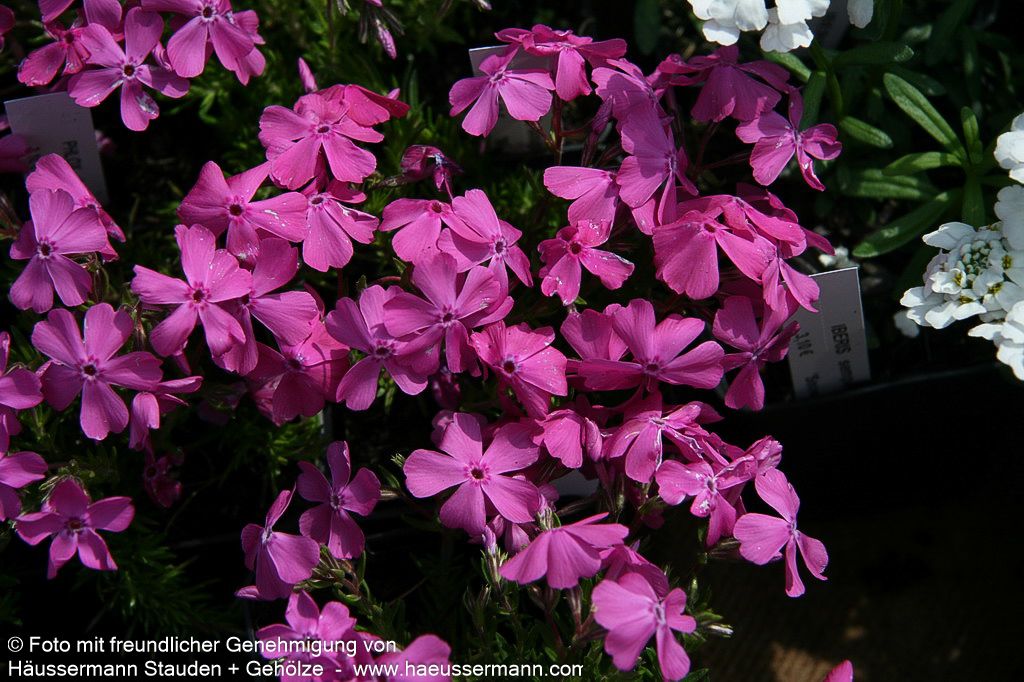 Teppich-Flammenblume 'Ochsenblut' (Phlox douglasii)