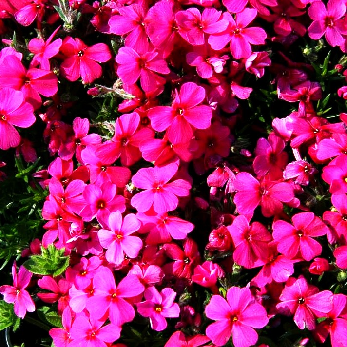 Teppich-Flammenblume 'Pink Button' (Phlox douglasii)