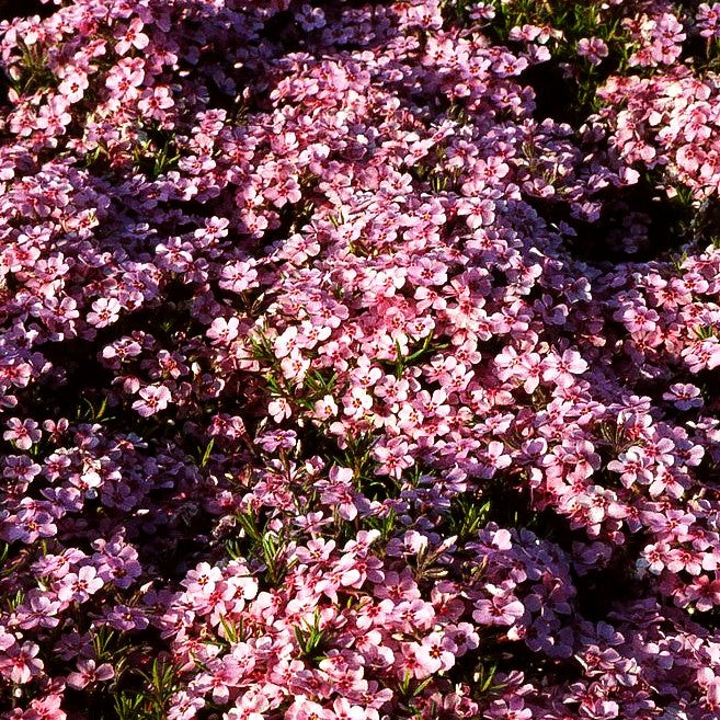 Teppich-Flammenblume 'Rose Cushion' (Phlox douglasii)