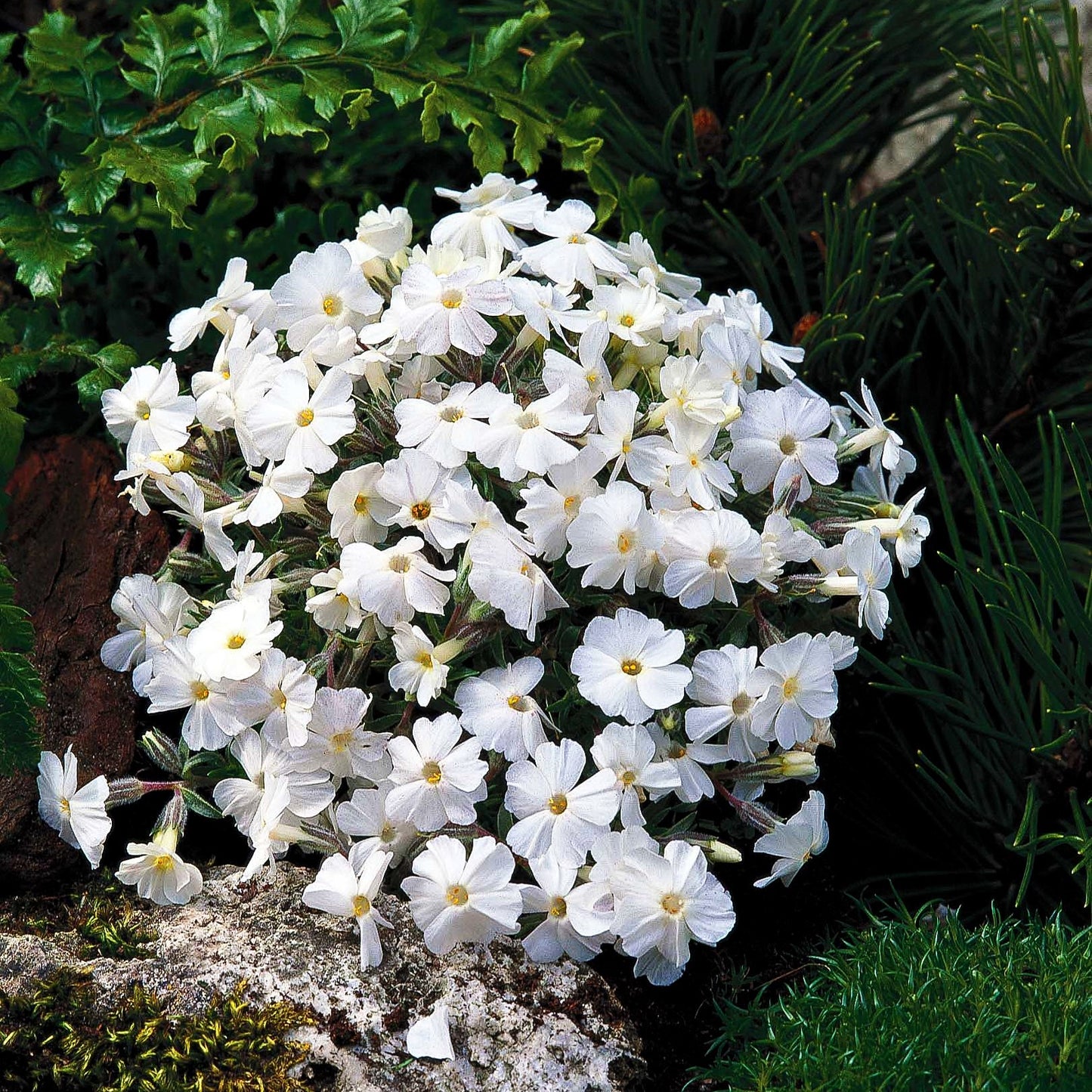 Teppich-Flammenblume 'White Admiral' (Phlox douglasii)