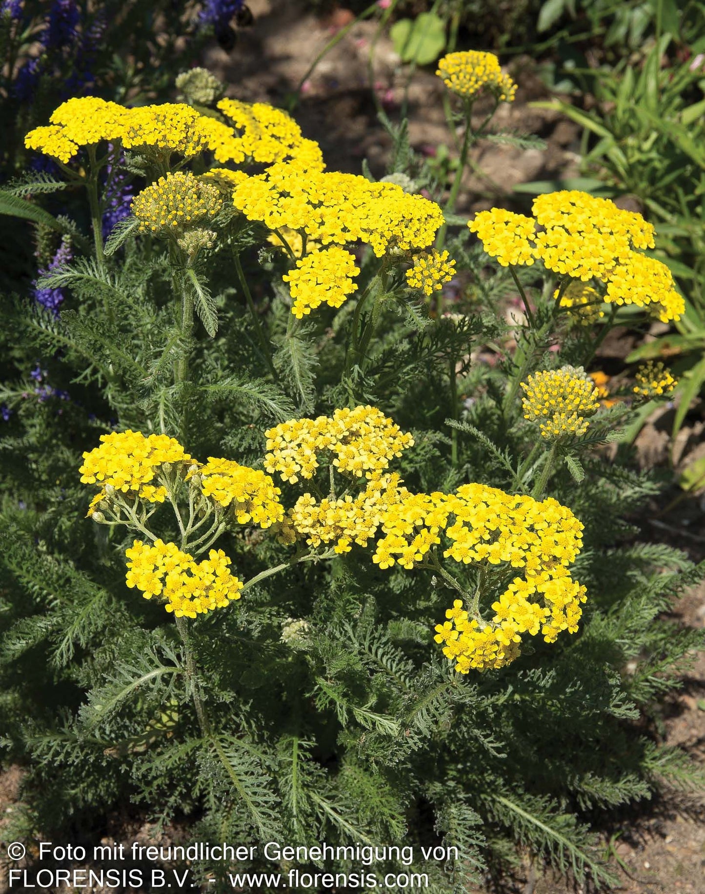 Teppich-Garbe 'Aurea' (Achillea tomentosa)