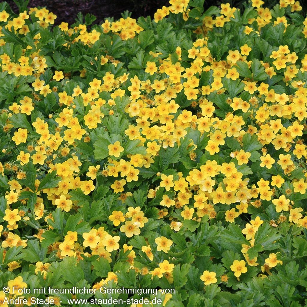 Teppich-Golderdbeere (Waldsteinia ternata)