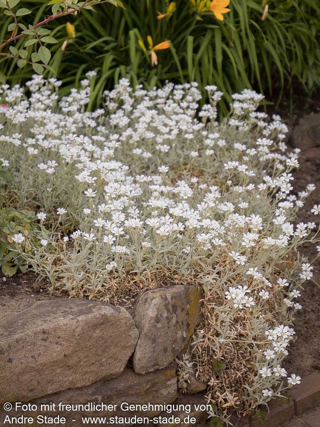 Teppich-Hornkraut 'Silberteppich' (Cerastium tomentosum)