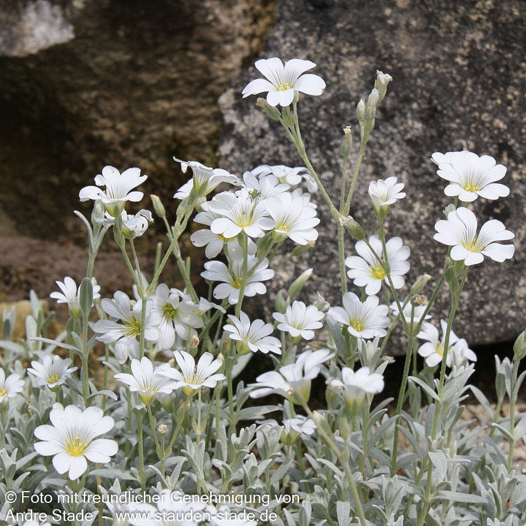Teppich-Hornkraut 'Silberteppich' (Cerastium tomentosum)