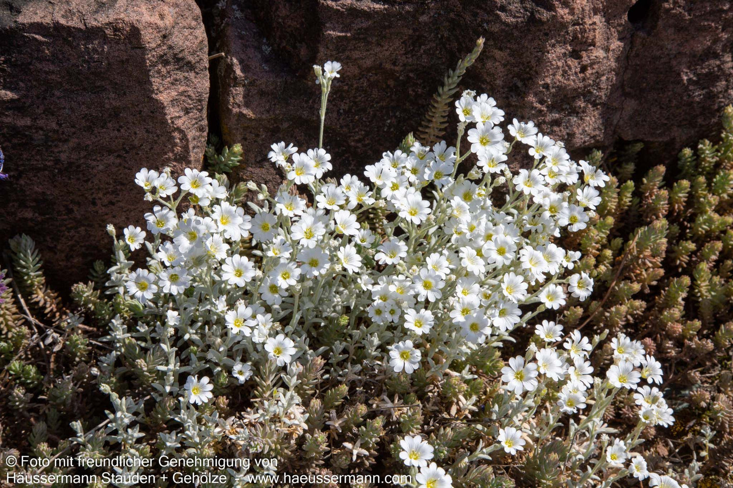 Teppich-Hornkraut 'Silberteppich' (Cerastium tomentosum)