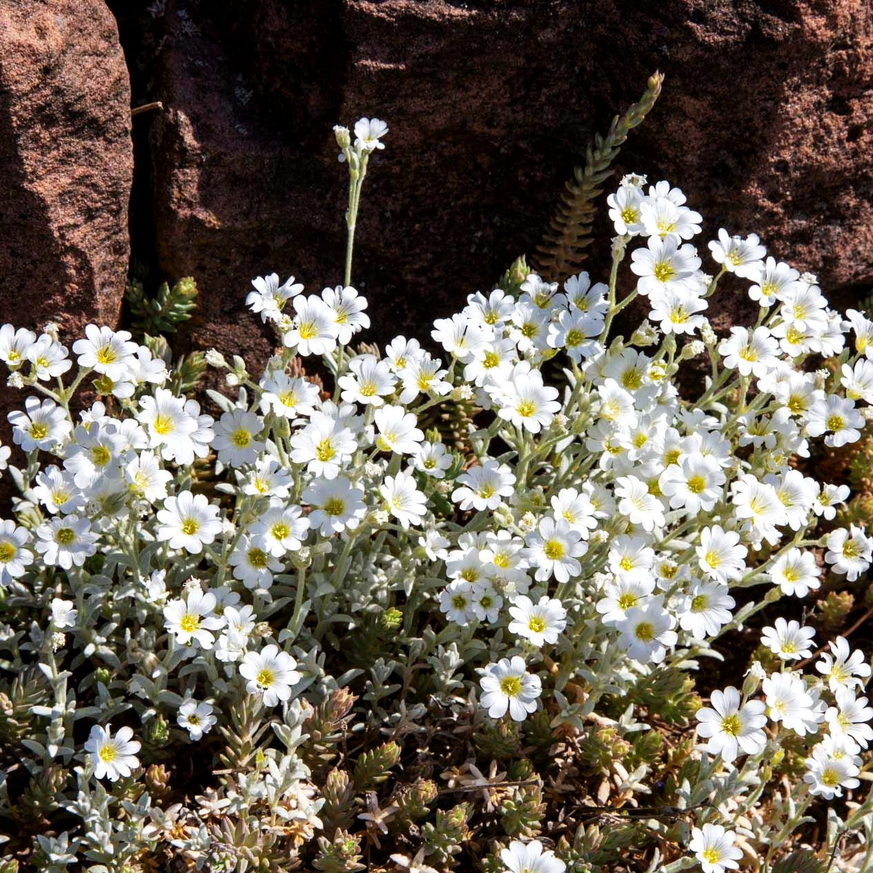 Teppich-Hornkraut 'Silberteppich' (Cerastium tomentosum)