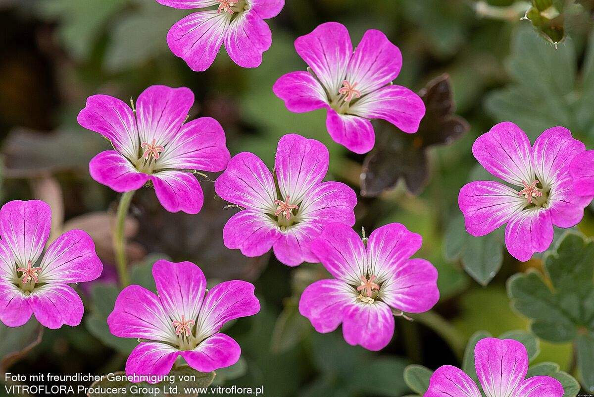 Teppich-Storchschnabel 'Orkney Cherry' (Geranium x cult.)