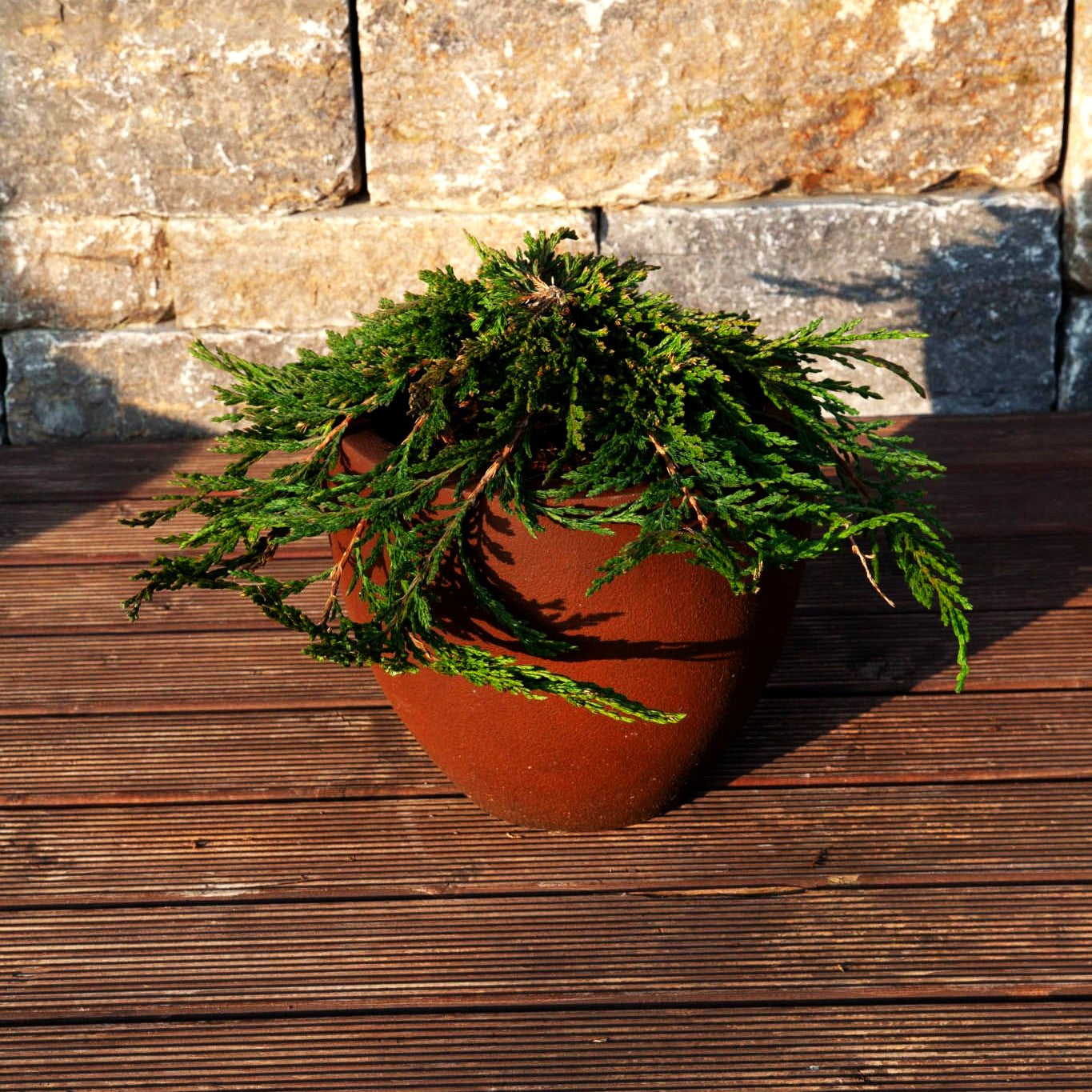 Teppich-Wacholder 'Pancake' (Juniperus horizontalis)