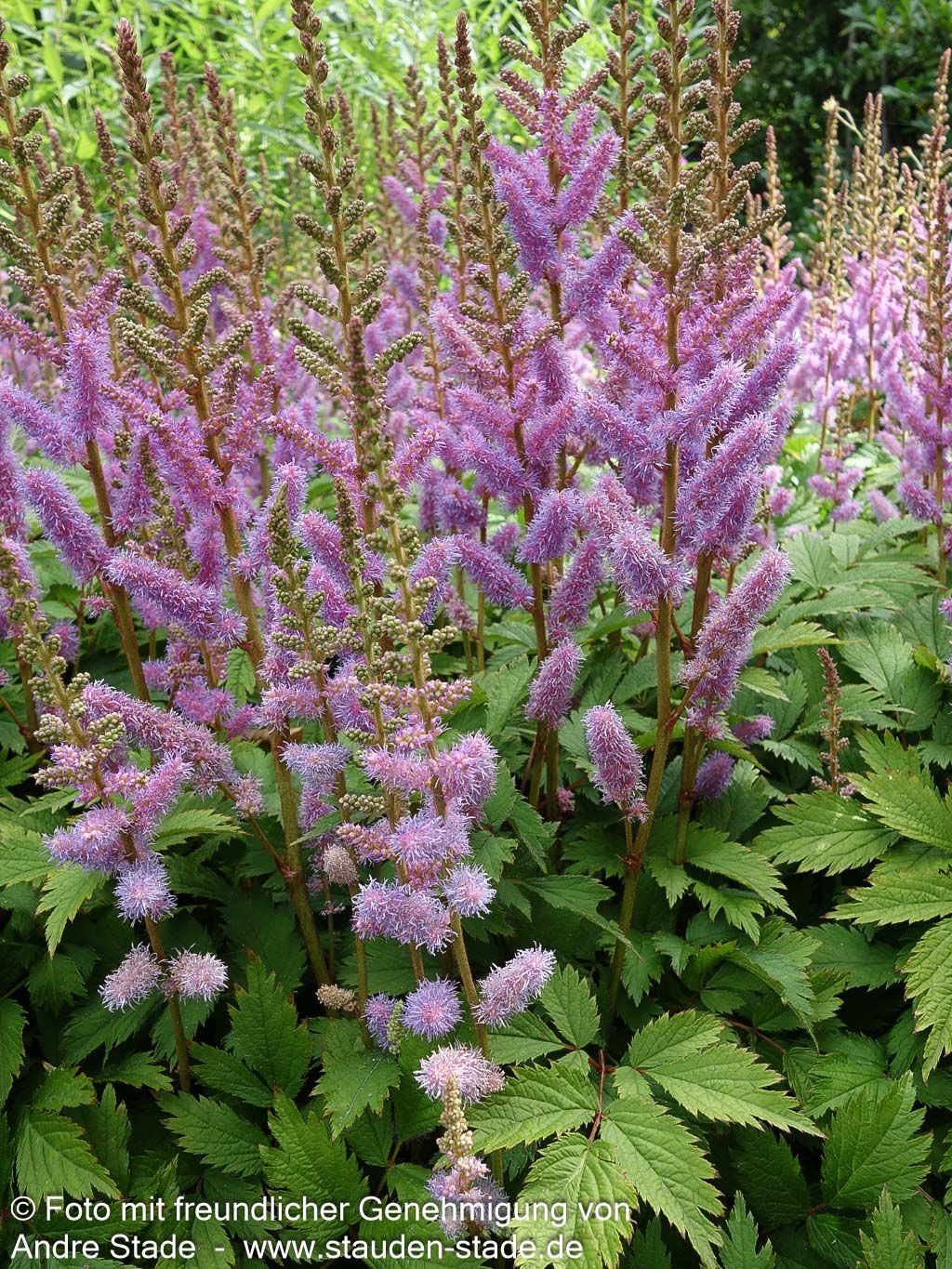Teppichspiere (Astilbe chinensis var.pumila, veg.)
