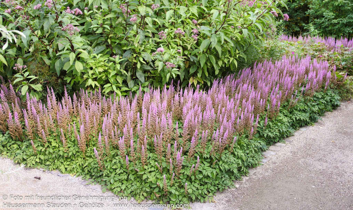Teppichspiere (Astilbe chinensis var.pumila, veg.)