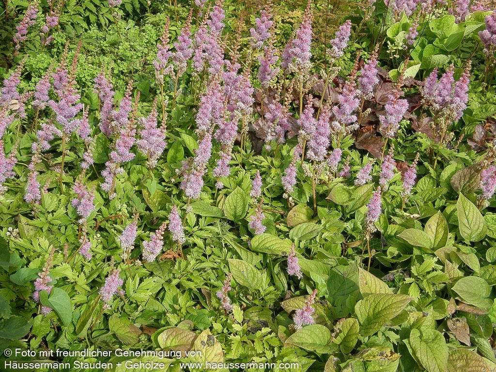 Teppichspiere (Astilbe chinensis var.pumila, veg.)