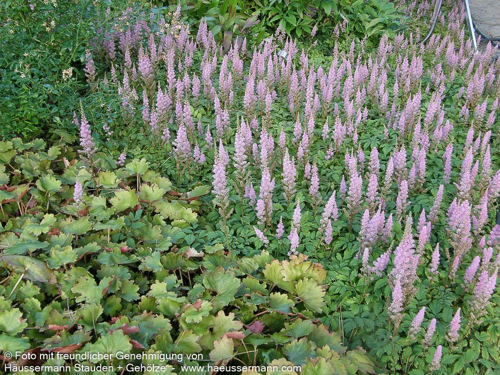 Teppichspiere (Astilbe chinensis var.pumila, veg.)