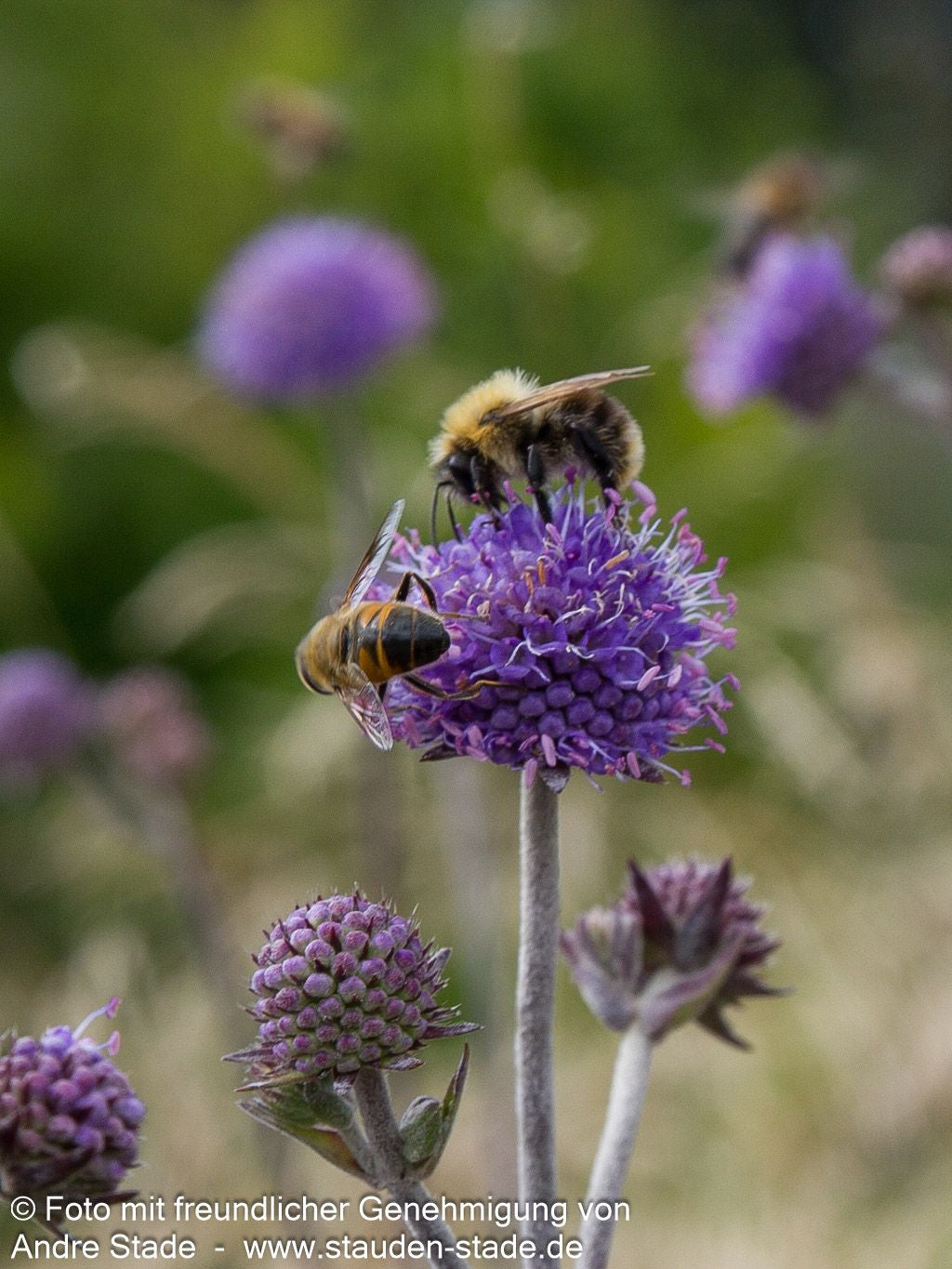 Teufelsabbiss (Succisa pratensis)