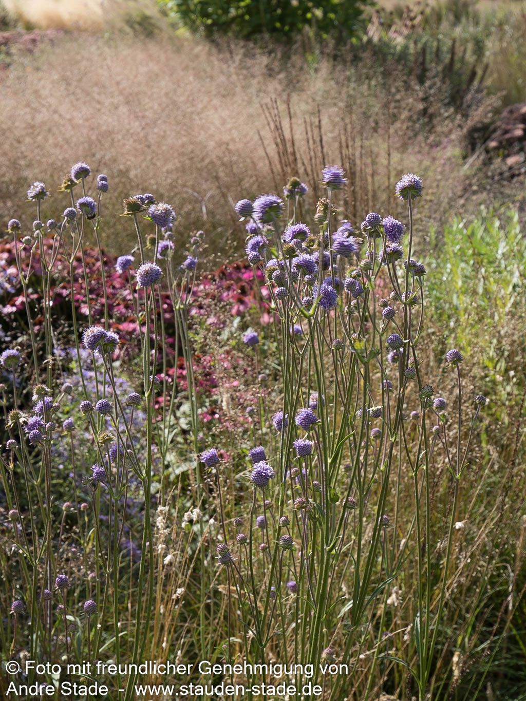 Teufelsabbiss (Succisa pratensis)