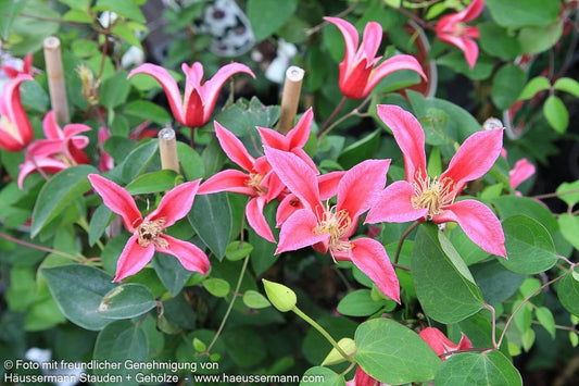 Texas-Waldrebe 'Princess Diana' (Clematis tex.)