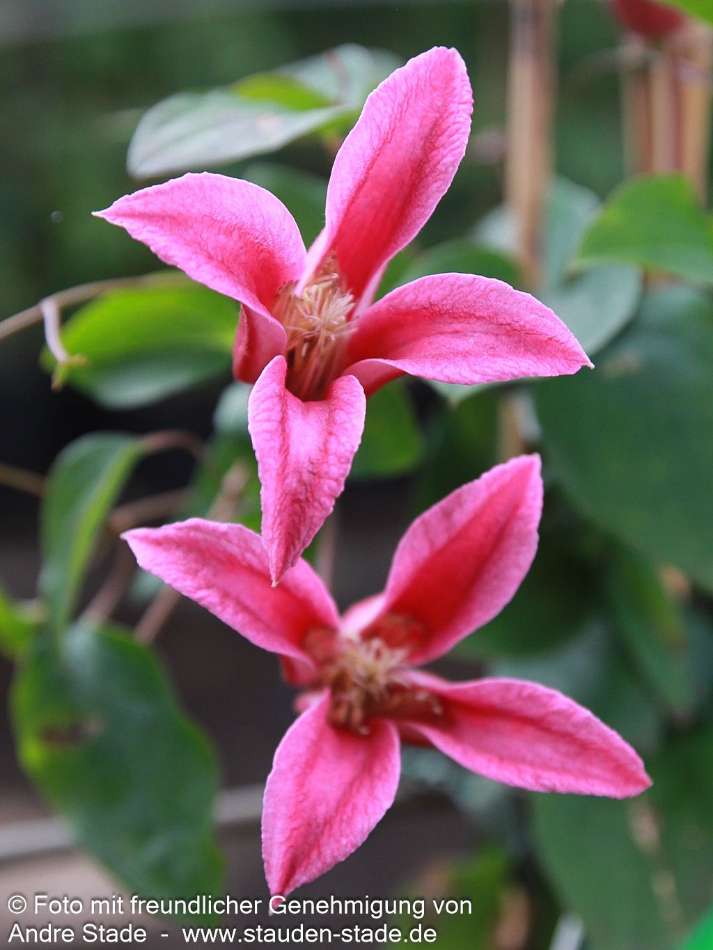 Texas-Waldrebe 'Princess Diana' (Clematis tex.)
