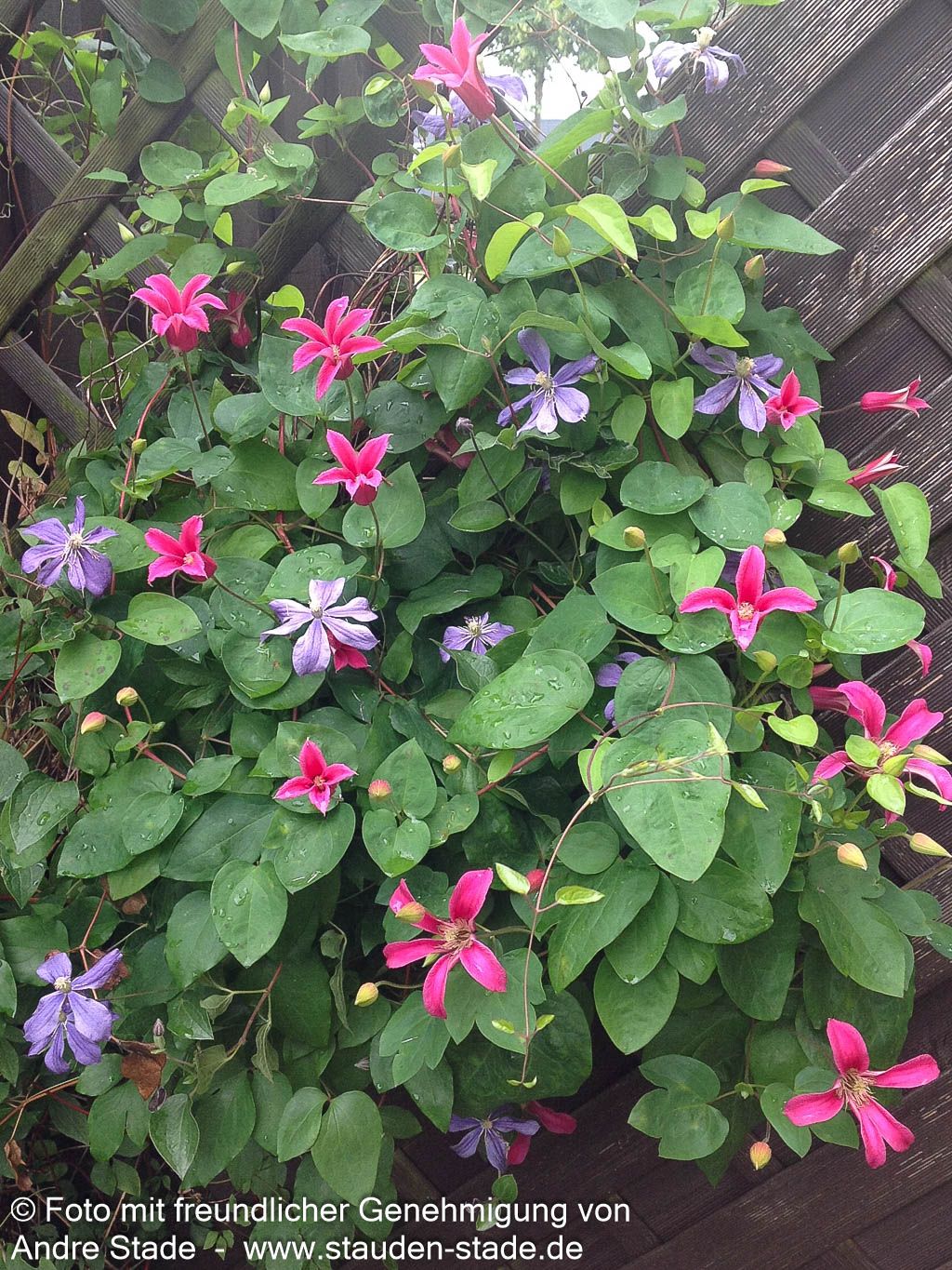 Texas-Waldrebe 'Princess Diana' (Clematis tex.)