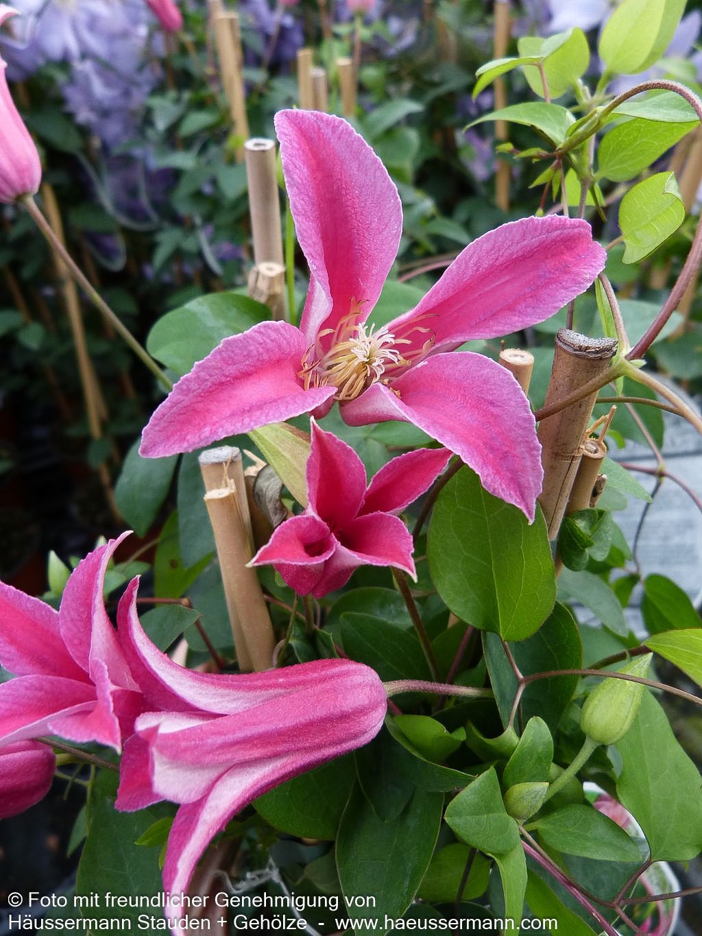 Texas-Waldrebe 'Princess Diana' (Clematis tex.)