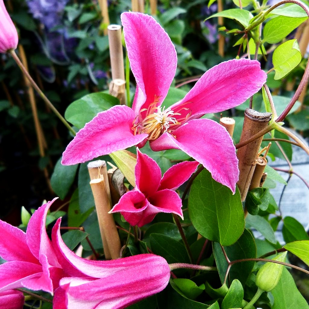 Texas-Waldrebe 'Princess Diana' (Clematis tex.)