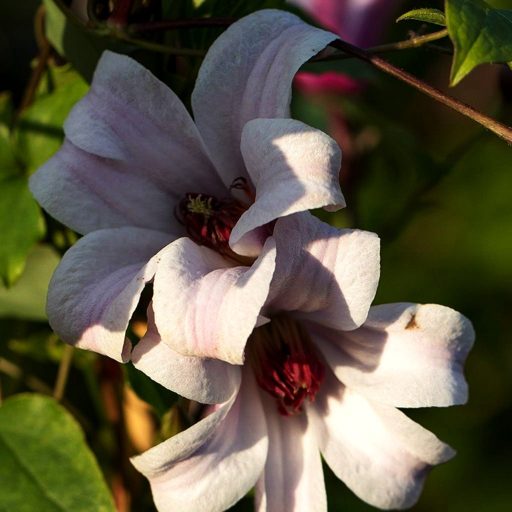 Texas-Waldrebe 'Princess Kate' (Clematis tex.)