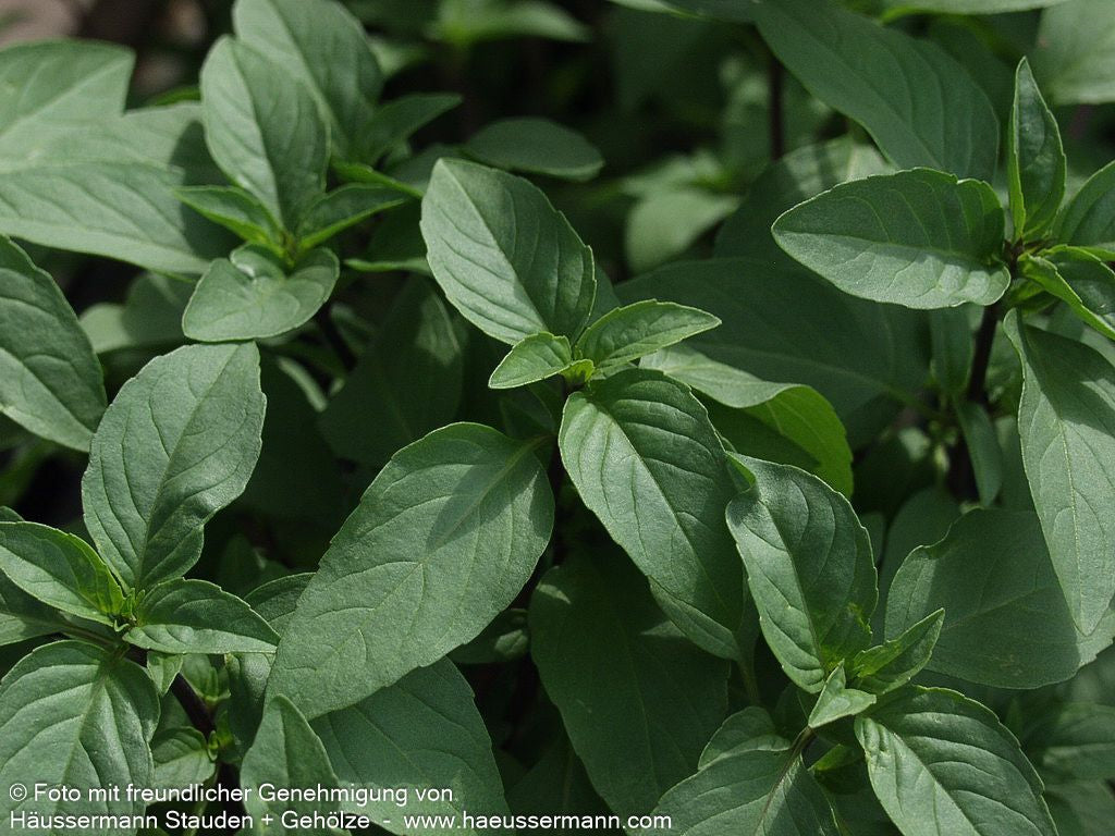 Thai-Basilikum 'Siam Queen' (Ocimum basilicum)