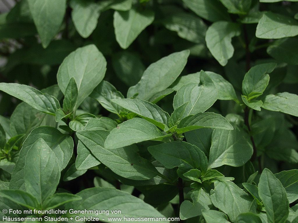 Thai-Basilikum 'Siam Queen' (Ocimum basilicum)