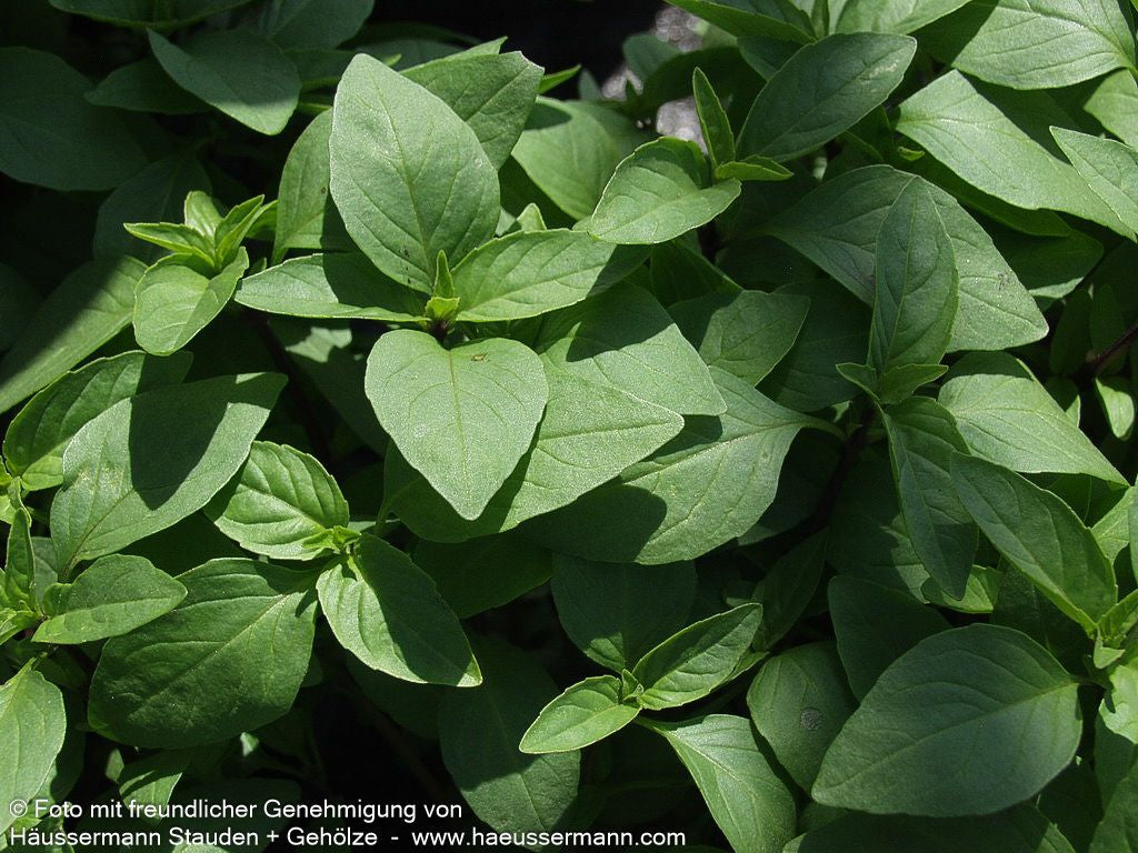 Thai-Basilikum 'Siam Queen' (Ocimum basilicum)