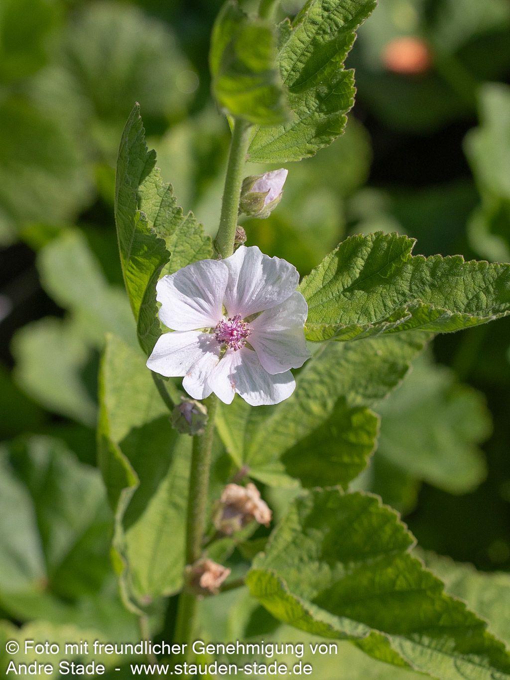 Thüringer Strauchpappel (Lavatera thuringiaca)