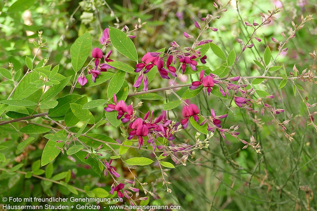 Thunbergs Buschklee (Lespedeza thunbergii)
